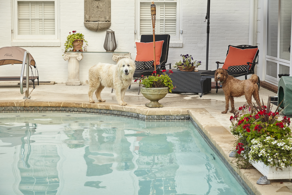 a dog daycare in Newnan Georgia. a pool and open grassy acres