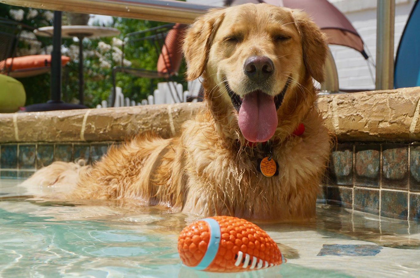 Serenity Dog Retreat Atlanta, Georgia Lodging