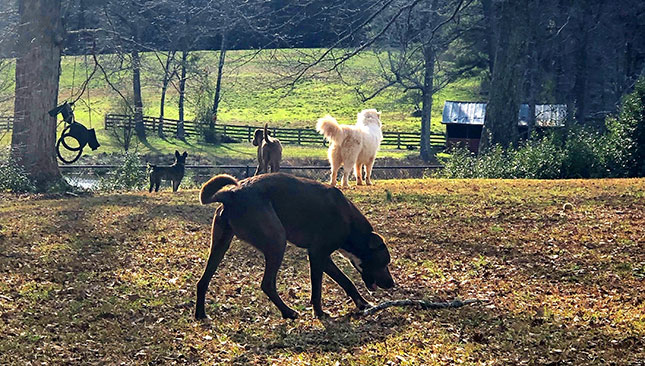 Fun Filled days at dog spa and retreat lodging daycare Atlanta