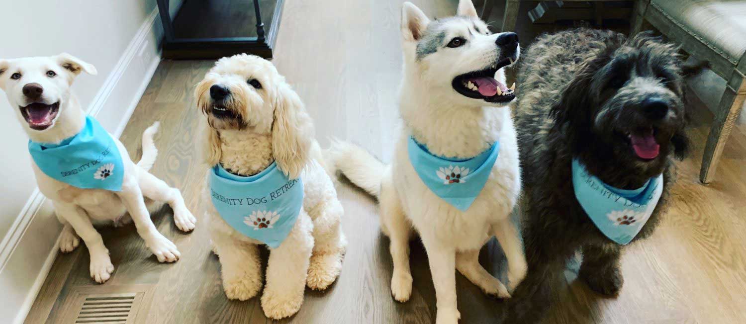 Serenity Dog Retreat Dog Spa Services - 4 dogs pose with bandanas on.